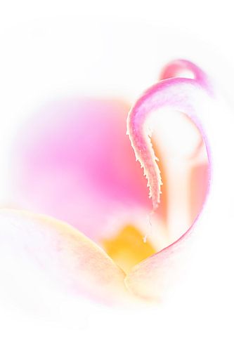 Phalaenopsis Orchidee.