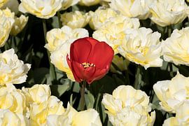 Red tulip between yellow ornamental tulips by W J Kok