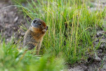 Arctic ground squirrel in Canada by Roland Brack