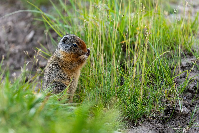 Arctische grondeekhoorn in Canada van Roland Brack