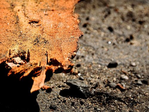 Boomstam van MoonCreate