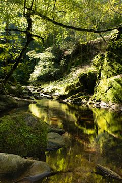 Herfstlicht  weerspiegeld in de Grobbach bij Geroldsau ( Baden-Baden) van André Post