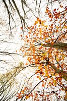 couleurs d'automne