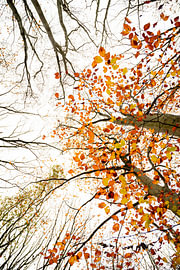 Herbstfarben