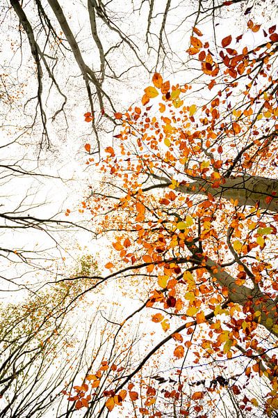 autumn colours by Danny Akkermans photographic works.