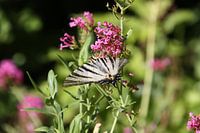 Zebra butterfly