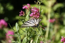 Zebrafalter von Marianne van den Bogaerdt