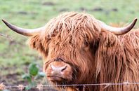 Schotse hooglander dichtbij van Tania Perneel thumbnail