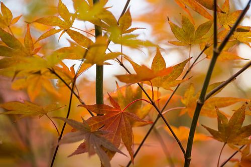 Farbexplosion (Blätter in Herbstfarben)