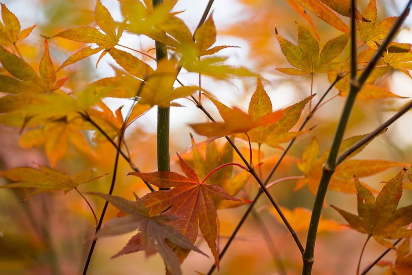 Farbexplosion (Blätter in Herbstfarben) von Birgitte Bergman