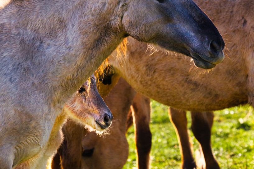 The foal is well protected by Natuurpracht   Kees Doornenbal