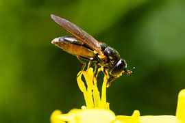 triangle hoverfly on flower mash by Bopper Balten