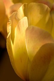 A tulip at golden hour.