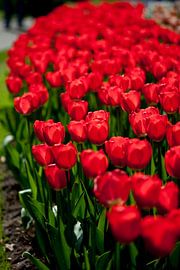 Tulpen by Ad van Geffen