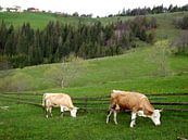 Grazende koeien in de natuur van Wilma Rigo thumbnail