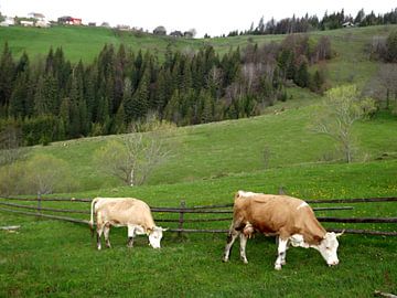 Grazende koeien in de natuur van Wilma Rigo