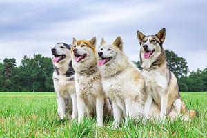 Vier Schlittenhunde sitzen auf grüner Wiese nebeneinander