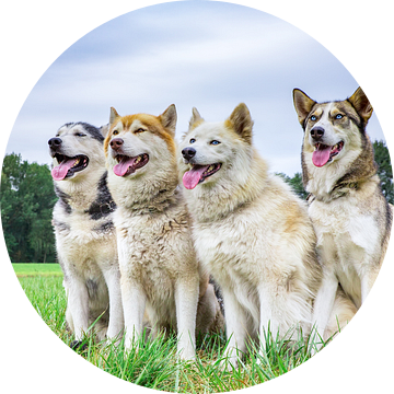 Vier huskies of poolhonden zitten op een rij in natuur van Ben Schonewille