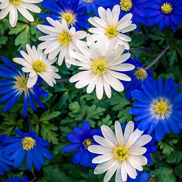 Blaue und weiße Gänseblümchen von Jeroen