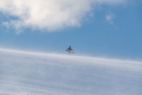 Kleine bomen in de winterstorm