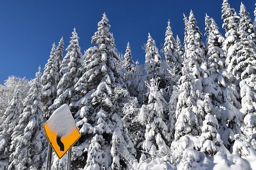Een ijzig bos na de storm