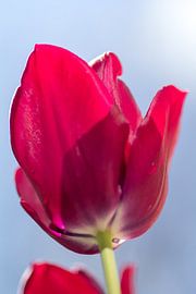 tulp by marco voorwinden