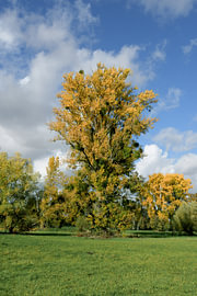 the Urdenbacher Kämpe nature reserve in autumn, situated in the Rhine floodplains near Düsseldorf-Urdenbach, North Rhine-Westphalia, Germany by Peter Eckert