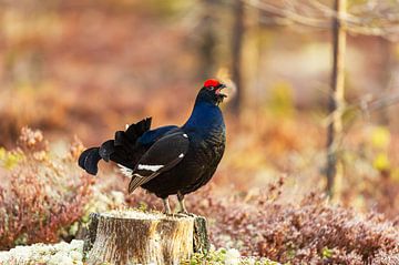 Black grouse male displaying (Tetrao tetrix)