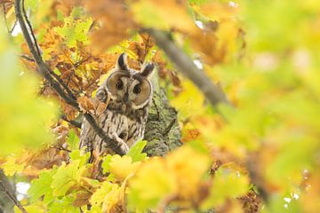 Long-eared owl by Carlien schelhaas