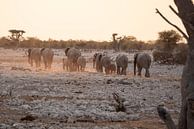 Samen het avontuur tegemoet: Olifanten kudde bij zonsondergang in pastelkleuren | Wildlife Afrika van Monique Tekstra-van Lochem thumbnail