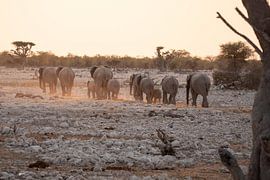 Facing the adventure together: Elephant herd at sunset in pastel colours | Wildlife Africa