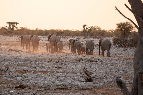 Samen het avontuur tegemoet: Olifanten kudde bij zonsondergang in pastelkleuren | Wildlife Afrika