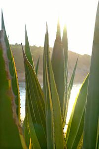 Agave bei Sonnenaufgang am Mittelmeer auf Ibiza