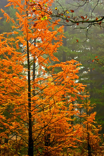 orange leaves on a tree