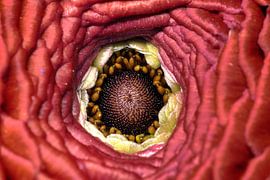 Le velours rouge sur Mike Bing