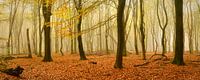 Beukenbos op een mistige dag in de herfst van Sjoerd van der Wal Fotografie thumbnail