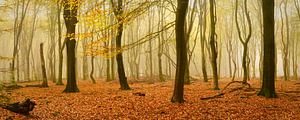 Buchenwald an einem nebligen Tag im Herbst