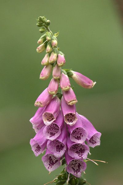 purple foxglove 10 by Marvin Van Haasen