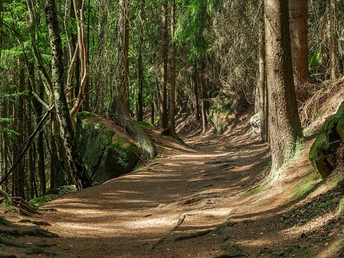 Halbenweg in Saksisch Zwitserland - Door het naaldbos
