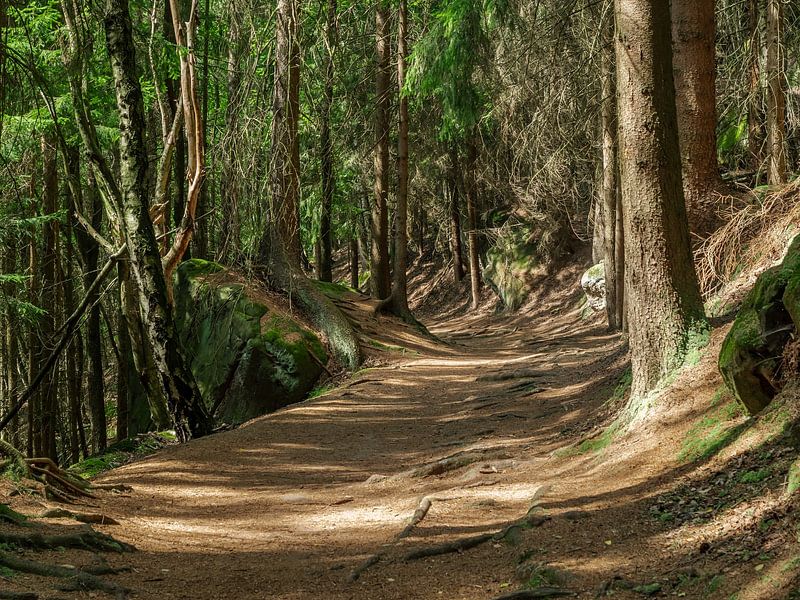Halbenweg, Sächsische Schweiz – Durch den Nadelwald von Pixelwerk