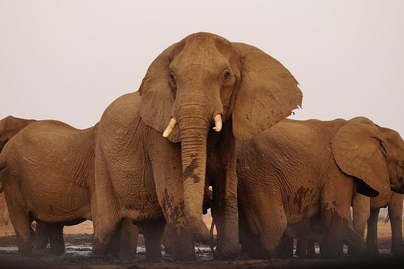 Wilde olifanten bij de drinkplaats by Erna Haarsma-Hoogterp