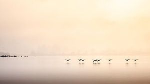 Lake District - L'eau de Derwent avec des oies et du brouillard