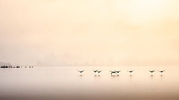 Lake District - Derwent Water with geese and fog by Ton Drijfhamer