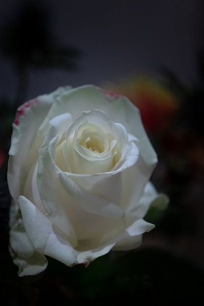Die Rose von Jaap Ladenius