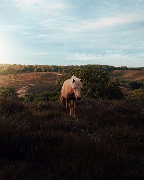 Golden Hour at the Veluwe