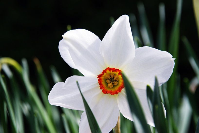 Daffodil in the garden by Kirsten L.