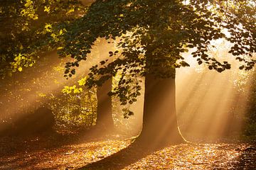 Gouden gloed in het bos van Theo Fokker