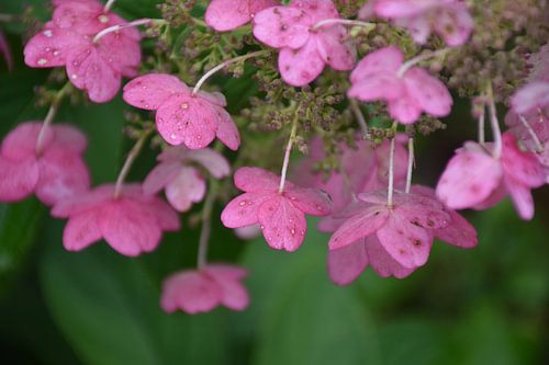 Bloemen in de tuin in de herfst