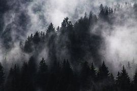 Misty treetops by Walljar