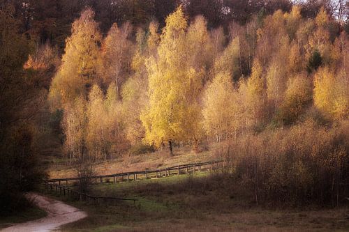 Naturschutzgebiet Kwintelooijen von Moetwil en van Dijk - Fotografie